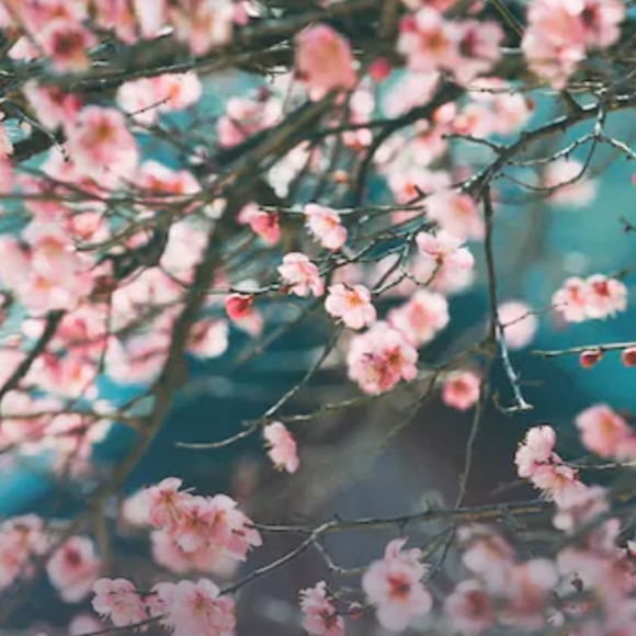 PINK Sport Swimwear Bundle Cherry Blossom, Gym to Swim, Size Small 4-6 NWT - Picture 2 of 15